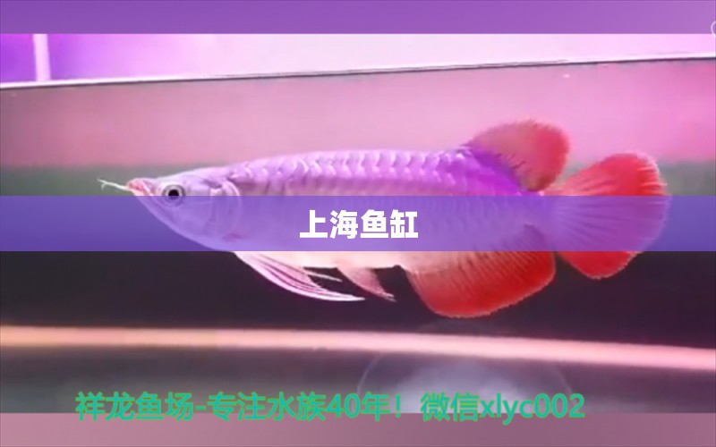 上海魚缸