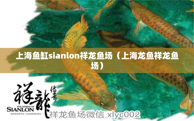 上海魚缸sianlon祥龍魚場(chǎng)（上海龍魚祥龍魚場(chǎng)）