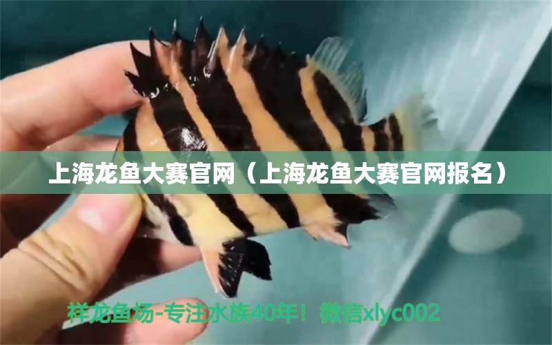 上海龍魚大賽官網(wǎng)（上海龍魚大賽官網(wǎng)報名）