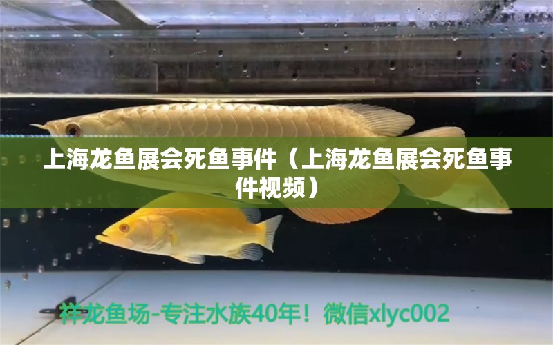 上海龍魚展會死魚事件（上海龍魚展會死魚事件視頻）