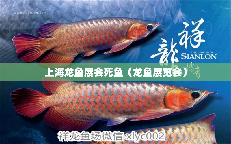 上海龍魚展會死魚（龍魚展覽會） 觀賞魚批發(fā)