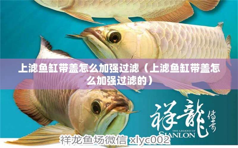 上濾魚缸帶蓋怎么加強過濾（上濾魚缸帶蓋怎么加強過濾的） 廣州觀賞魚批發(fā)市場