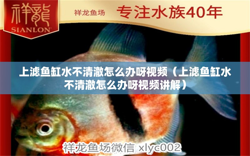 上濾魚缸水不清澈怎么辦呀視頻（上濾魚缸水不清澈怎么辦呀視頻講解）