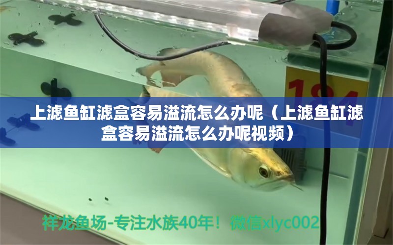 上濾魚缸濾盒容易溢流怎么辦呢（上濾魚缸濾盒容易溢流怎么辦呢視頻） 喂食器