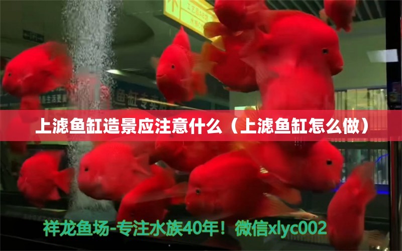 上濾魚(yú)缸造景應(yīng)注意什么（上濾魚(yú)缸怎么做） 祥龍水族醫(yī)院