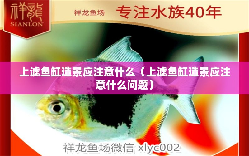 上濾魚缸造景應(yīng)注意什么（上濾魚缸造景應(yīng)注意什么問題） 祥龍水族醫(yī)院