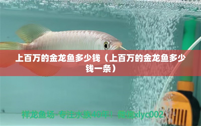 上百萬的金龍魚多少錢（上百萬的金龍魚多少錢一條）