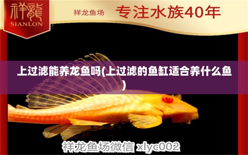 上過(guò)濾能養(yǎng)龍魚嗎(上過(guò)濾的魚缸適合養(yǎng)什么魚) 野生地圖魚 第1張