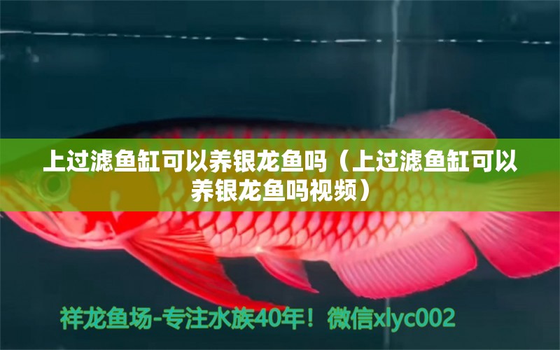 上過濾魚缸可以養(yǎng)銀龍魚嗎（上過濾魚缸可以養(yǎng)銀龍魚嗎視頻）