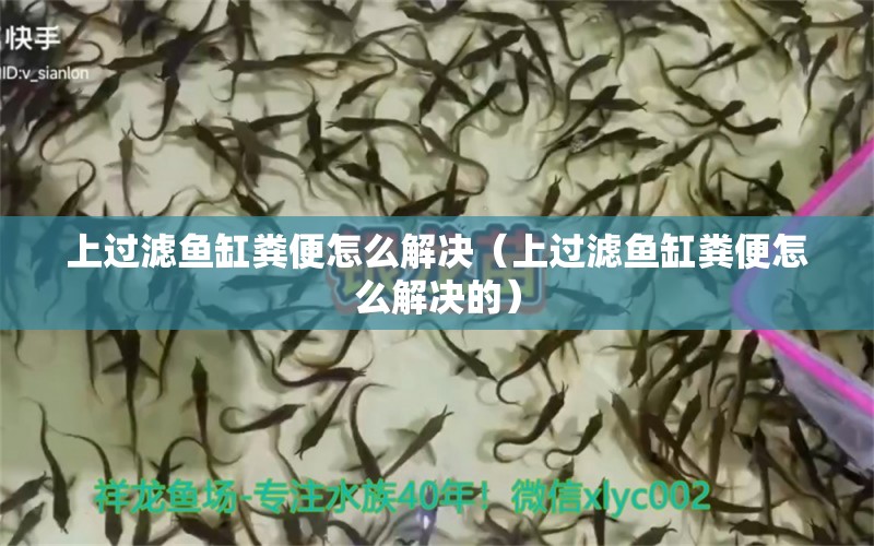 上過濾魚缸糞便怎么解決（上過濾魚缸糞便怎么解決的）