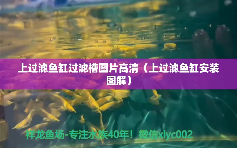 上過濾魚缸過濾槽圖片高清（上過濾魚缸安裝圖解） 胭脂孔雀龍魚