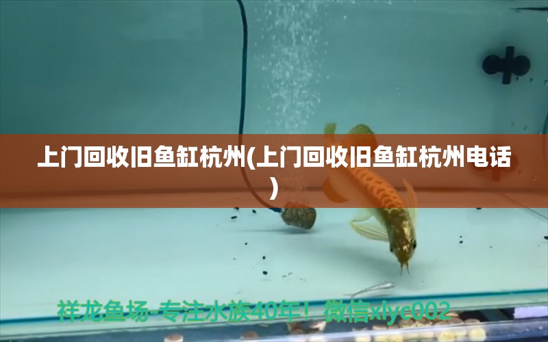 上門回收舊魚(yú)缸杭州(上門回收舊魚(yú)缸杭州電話) 細(xì)線銀板魚(yú)苗