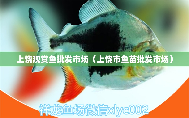 上饒觀賞魚批發(fā)市場（上饒市魚苗批發(fā)市場） 觀賞魚批發(fā) 第1張