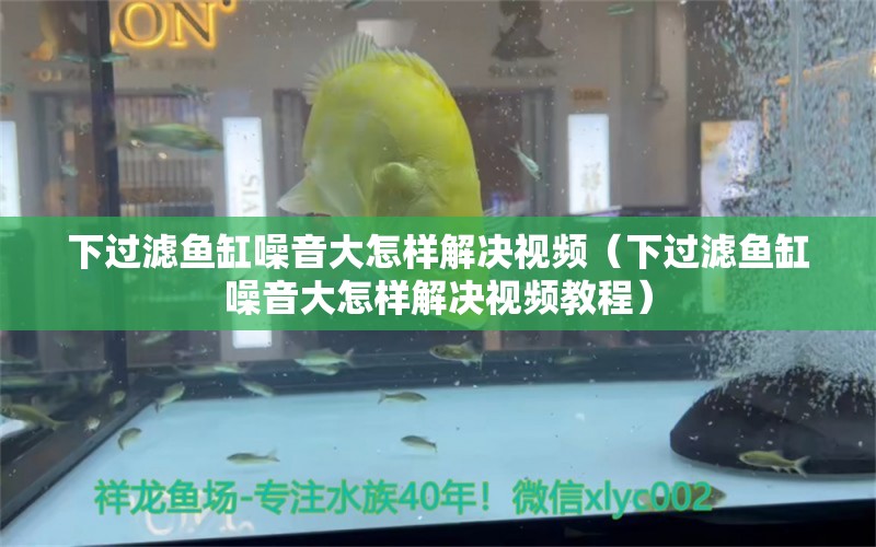 下過濾魚缸噪音大怎樣解決視頻（下過濾魚缸噪音大怎樣解決視頻教程） 黑影道人魚