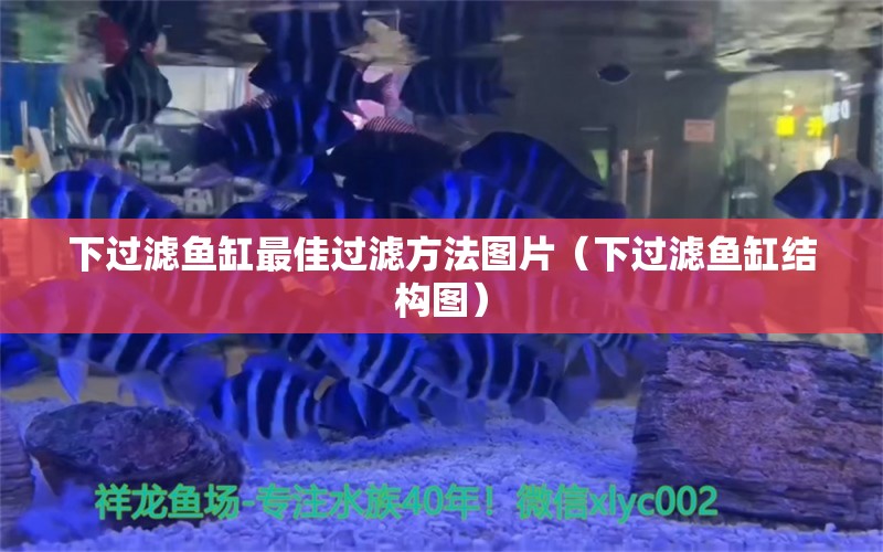 下過濾魚缸最佳過濾方法圖片（下過濾魚缸結構圖） 觀賞魚批發(fā)