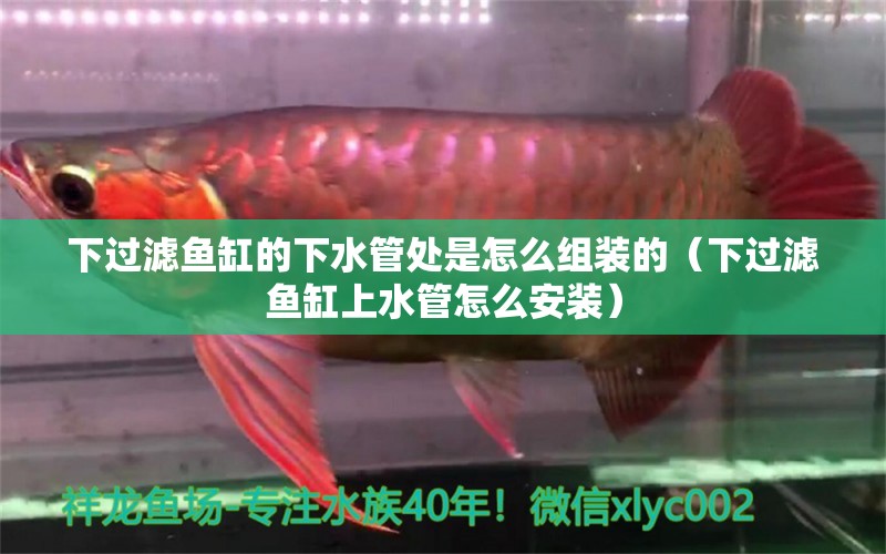 下過濾魚缸的下水管處是怎么組裝的（下過濾魚缸上水管怎么安裝） 銀古魚苗