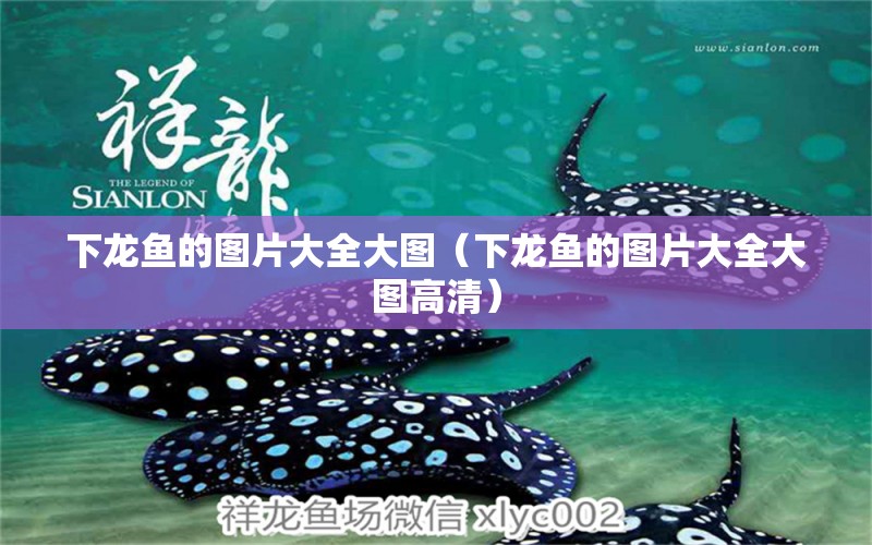 下龍魚的圖片大全大圖（下龍魚的圖片大全大圖高清）