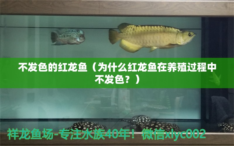 不發(fā)色的紅龍魚（為什么紅龍魚在養(yǎng)殖過程中不發(fā)色？）