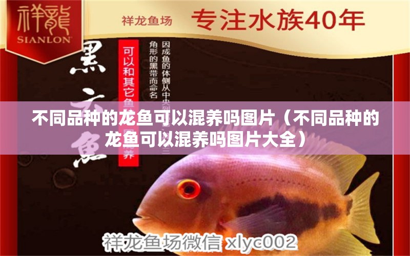 不同品種的龍魚可以混養(yǎng)嗎圖片（不同品種的龍魚可以混養(yǎng)嗎圖片大全） 白化巴西龜（白巴）