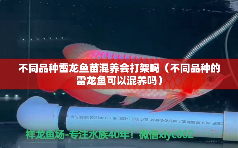 不同品種雷龍魚苗混養(yǎng)會(huì)打架嗎（不同品種的雷龍魚可以混養(yǎng)嗎） 廣州龍魚批發(fā)市場(chǎng)