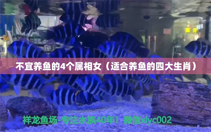 不宜養(yǎng)魚的4個屬相女（適合養(yǎng)魚的四大生肖）