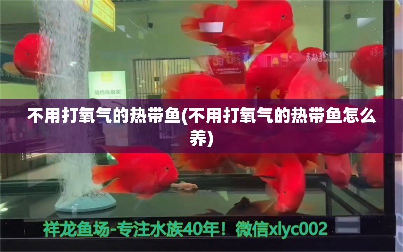 不用打氧氣的熱帶魚(不用打氧氣的熱帶魚怎么養(yǎng))