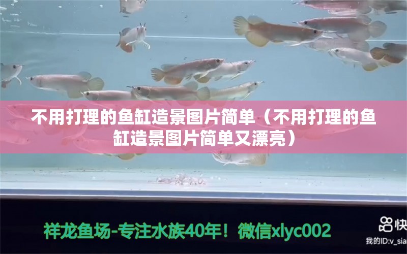 不用打理的魚缸造景圖片簡單（不用打理的魚缸造景圖片簡單又漂亮）