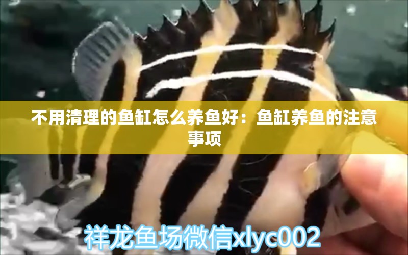 不用清理的魚缸怎么養(yǎng)魚好：魚缸養(yǎng)魚的注意事項 魚缸百科 第2張