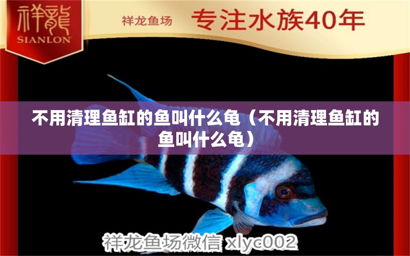 不用清理魚缸的魚叫什么龜（不用清理魚缸的魚叫什么龜） 烏龜