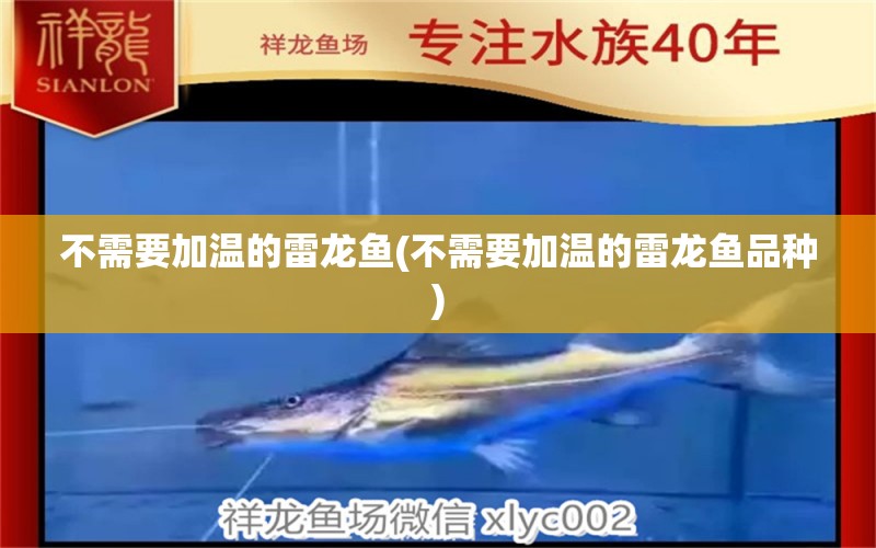 不需要加溫的雷龍魚(不需要加溫的雷龍魚品種) 虎魚魚苗