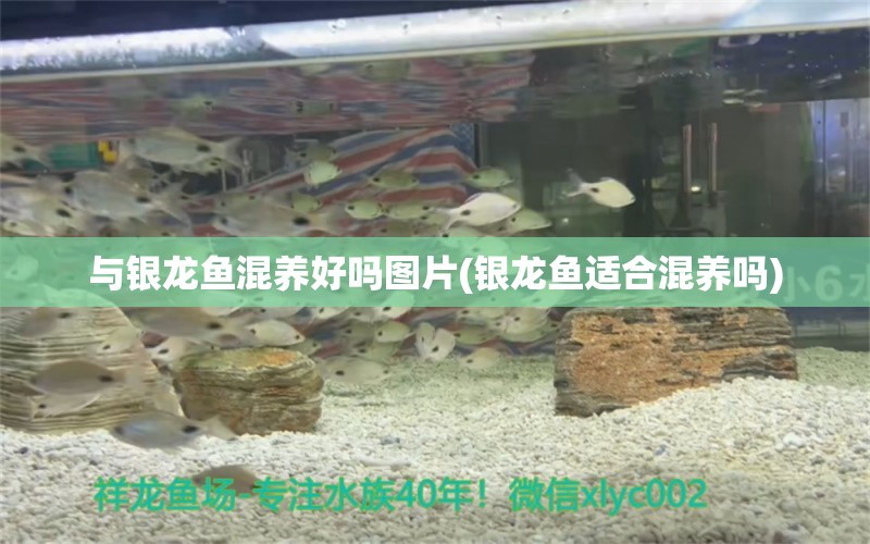 與銀龍魚混養(yǎng)好嗎圖片(銀龍魚適合混養(yǎng)嗎) 銀龍魚