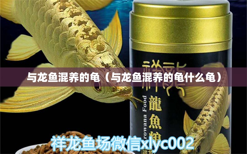 與龍魚混養(yǎng)的龜（與龍魚混養(yǎng)的龜什么龜）