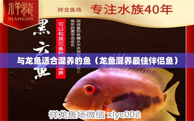 與龍魚適合混養(yǎng)的魚（龍魚混養(yǎng)最佳伴侶魚）