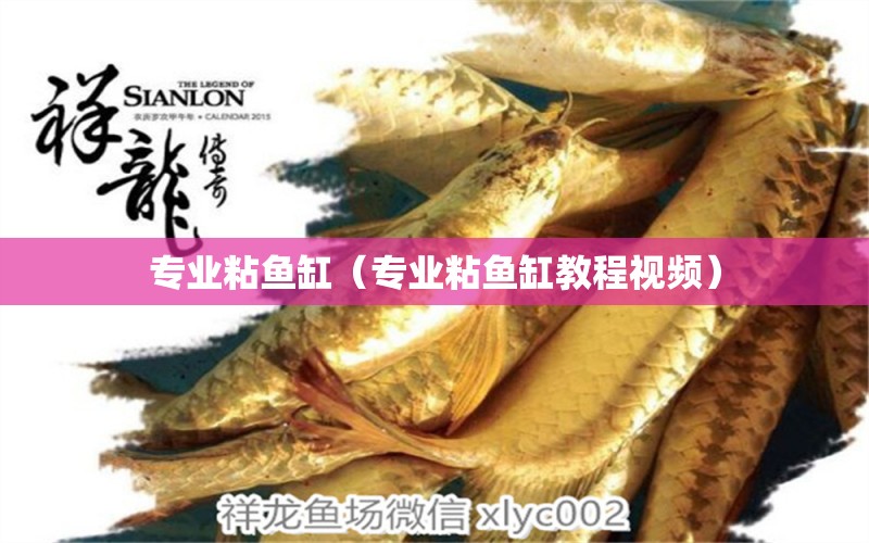 專業(yè)粘魚缸（專業(yè)粘魚缸教程視頻）