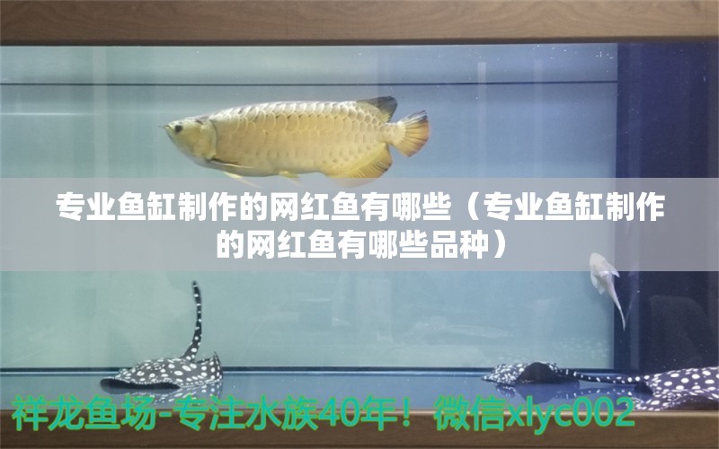 專業(yè)魚缸制作的網(wǎng)紅魚有哪些（專業(yè)魚缸制作的網(wǎng)紅魚有哪些品種） 過背金龍魚