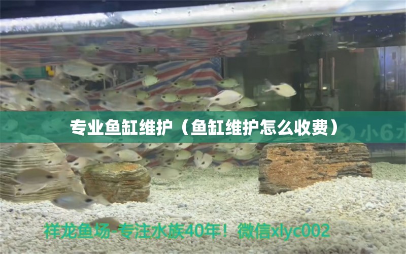 專業(yè)魚缸維護(hù)（魚缸維護(hù)怎么收費(fèi)）