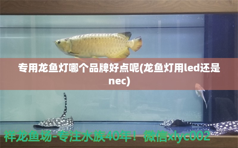 專用龍魚燈哪個品牌好點呢(龍魚燈用led還是nec) 文玩