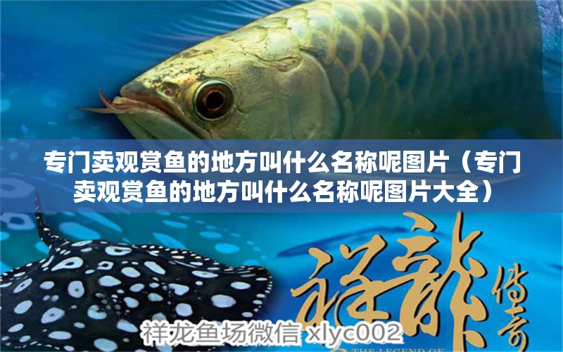 專門賣觀賞魚的地方叫什么名稱呢圖片（專門賣觀賞魚的地方叫什么名稱呢圖片大全）