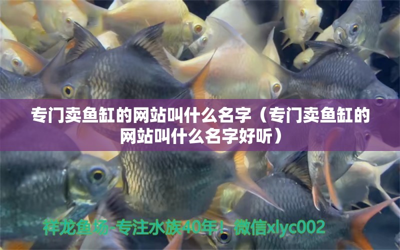 專(zhuān)門(mén)賣(mài)魚(yú)缸的網(wǎng)站叫什么名字（專(zhuān)門(mén)賣(mài)魚(yú)缸的網(wǎng)站叫什么名字好聽(tīng)）