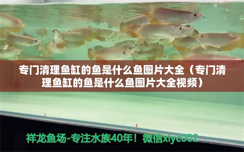 專門清理魚缸的魚是什么魚圖片大全（專門清理魚缸的魚是什么魚圖片大全視頻）