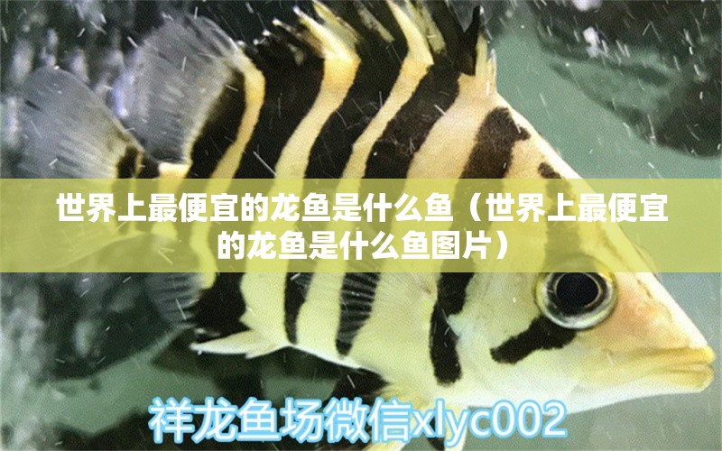 世界上最便宜的龍魚(yú)是什么魚(yú)（世界上最便宜的龍魚(yú)是什么魚(yú)圖片）