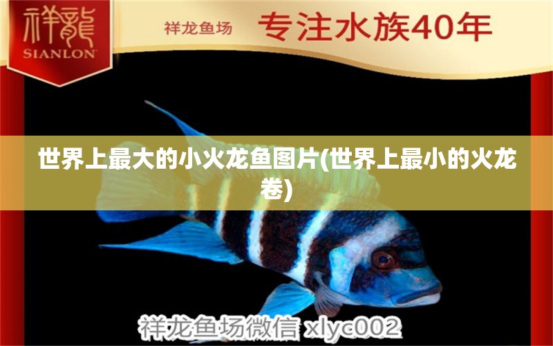 世界上最大的小火龍魚圖片(世界上最小的火龍卷) 泰國(guó)虎魚