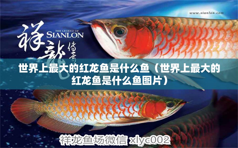 世界上最大的紅龍魚是什么魚（世界上最大的紅龍魚是什么魚圖片） 廣州龍魚批發(fā)市場(chǎng)