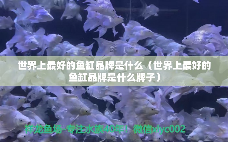 世界上最好的魚(yú)缸品牌是什么（世界上最好的魚(yú)缸品牌是什么牌子）