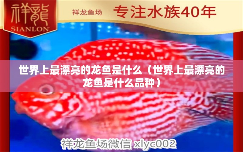 世界上最漂亮的龍魚(yú)是什么（世界上最漂亮的龍魚(yú)是什么品種）