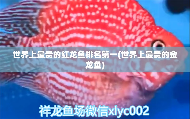 世界上最貴的紅龍魚排名第一(世界上最貴的金龍魚)