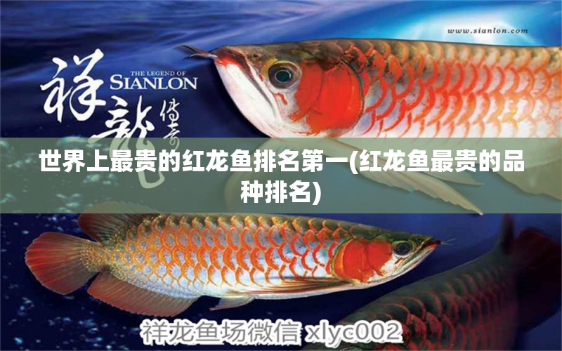 世界上最貴的紅龍魚排名第一(紅龍魚最貴的品種排名) 戰(zhàn)車紅龍魚 第1張