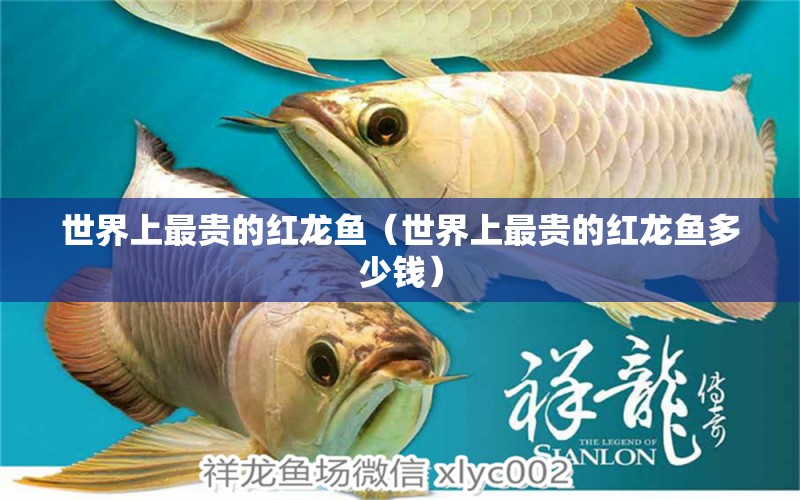 世界上最貴的紅龍魚(yú)（世界上最貴的紅龍魚(yú)多少錢(qián)）