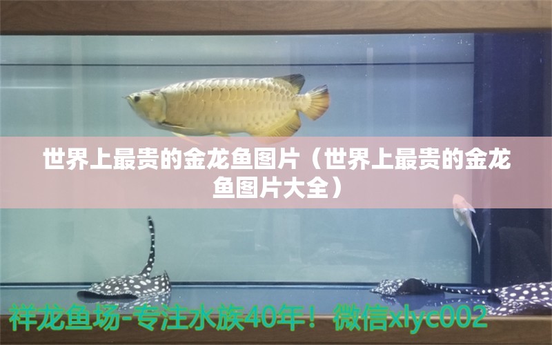 世界上最貴的金龍魚圖片（世界上最貴的金龍魚圖片大全）