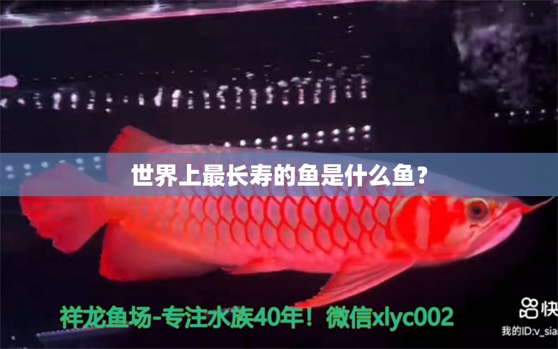 世界上最長壽的魚是什么魚？